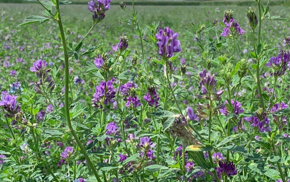 fiori lilla