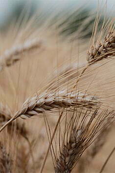 campo di spighe