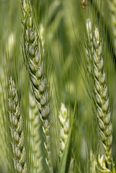 grano dettaglio