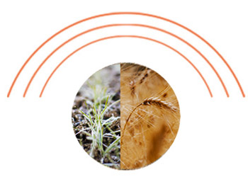 illustrazione agricoltura