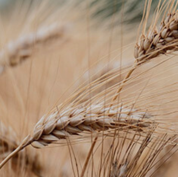 ciclo del grano