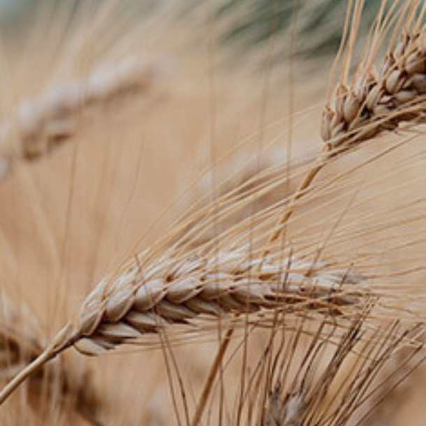 ciclo del grano
