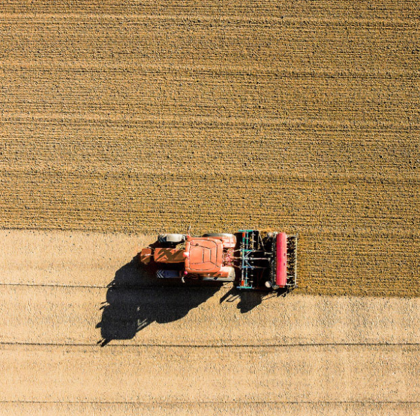 semina del grano duro