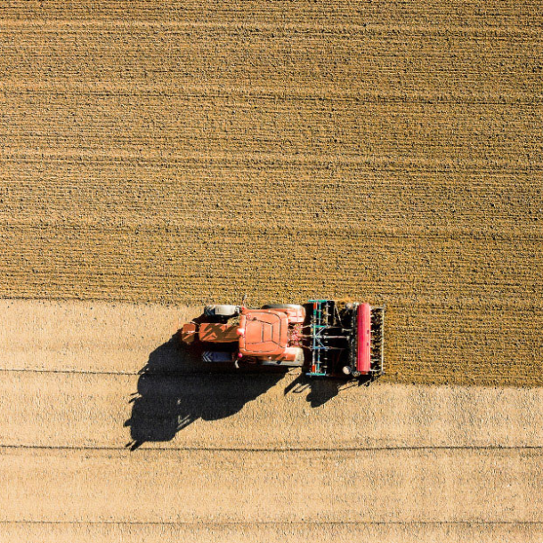 semina del grano duro